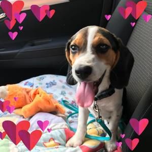 Meet your Posher, Barbara